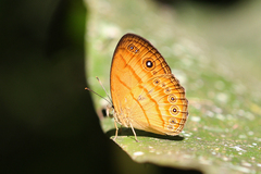 Mycalesis patiana