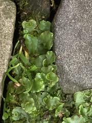 Lunularia cruciata