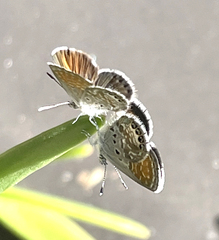 Brephidium exilis exilis