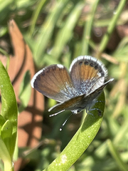 Brephidium exilis exilis