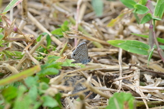 Hemiargus hanno
