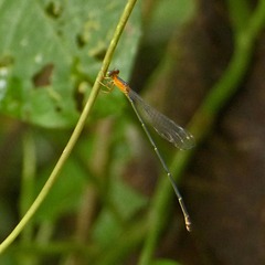 Metaleptobasis foreli