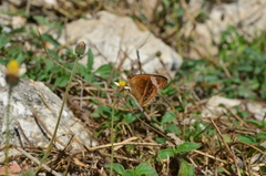 Junonia zonalis