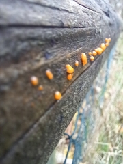 Dacrymyces