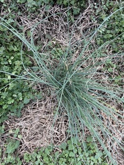Allium vineale