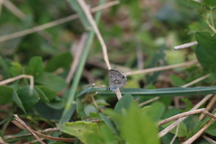 Hemiargus hanno