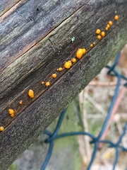 Dacrymyces