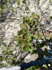 Eriophyes emarginatae
