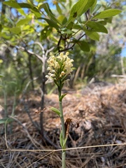 Platanthera pallida