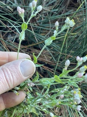 Pseudognaphalium ramosissimum