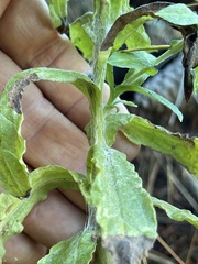 Pseudognaphalium ramosissimum