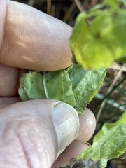 Pseudognaphalium ramosissimum