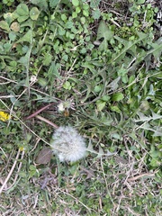 Taraxacum erythrospermum