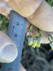 Pseudognaphalium ramosissimum