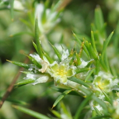 Cardionema ramosissimum