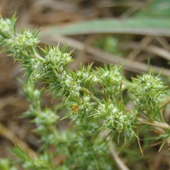 Cardionema ramosissimum