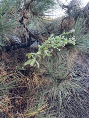 Pseudognaphalium ramosissimum