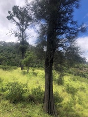 Casuarina cristata