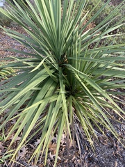 Asparagaceae
