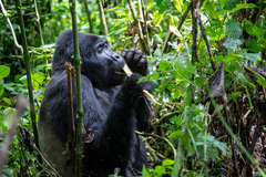 Gorilla beringei beringei