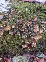 Peltigera neopolydactyla