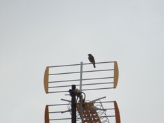 Phoenicurus ochruros
