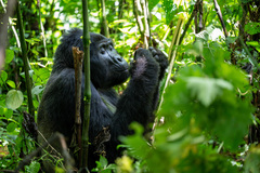 Gorilla beringei beringei