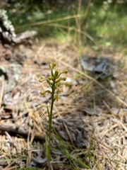 Platanthera pallida
