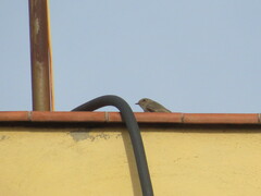 Phoenicurus ochruros
