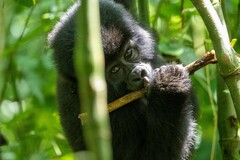 Gorilla beringei beringei