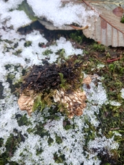 Peltigera neopolydactyla