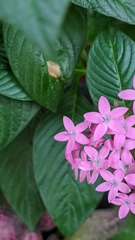Pentas