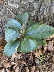 Helleborus orientalis
