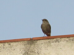 Phoenicurus ochruros