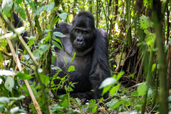 Gorilla beringei beringei