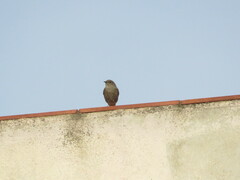Phoenicurus ochruros