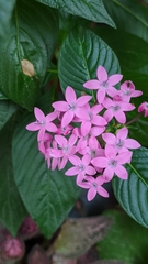 Pentas