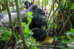 Gorilla beringei beringei
