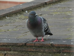 Columba livia domestica