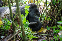 Gorilla beringei beringei