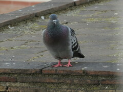 Columba livia domestica