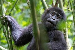 Gorilla beringei beringei