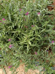 Echium