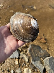 Utterbackiana suborbiculata