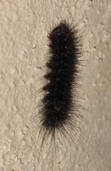 Arctiinae