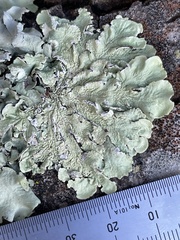 Flavoparmelia caperata