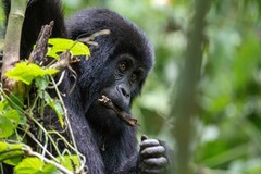 Gorilla beringei beringei
