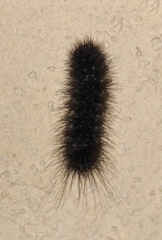 Arctiinae