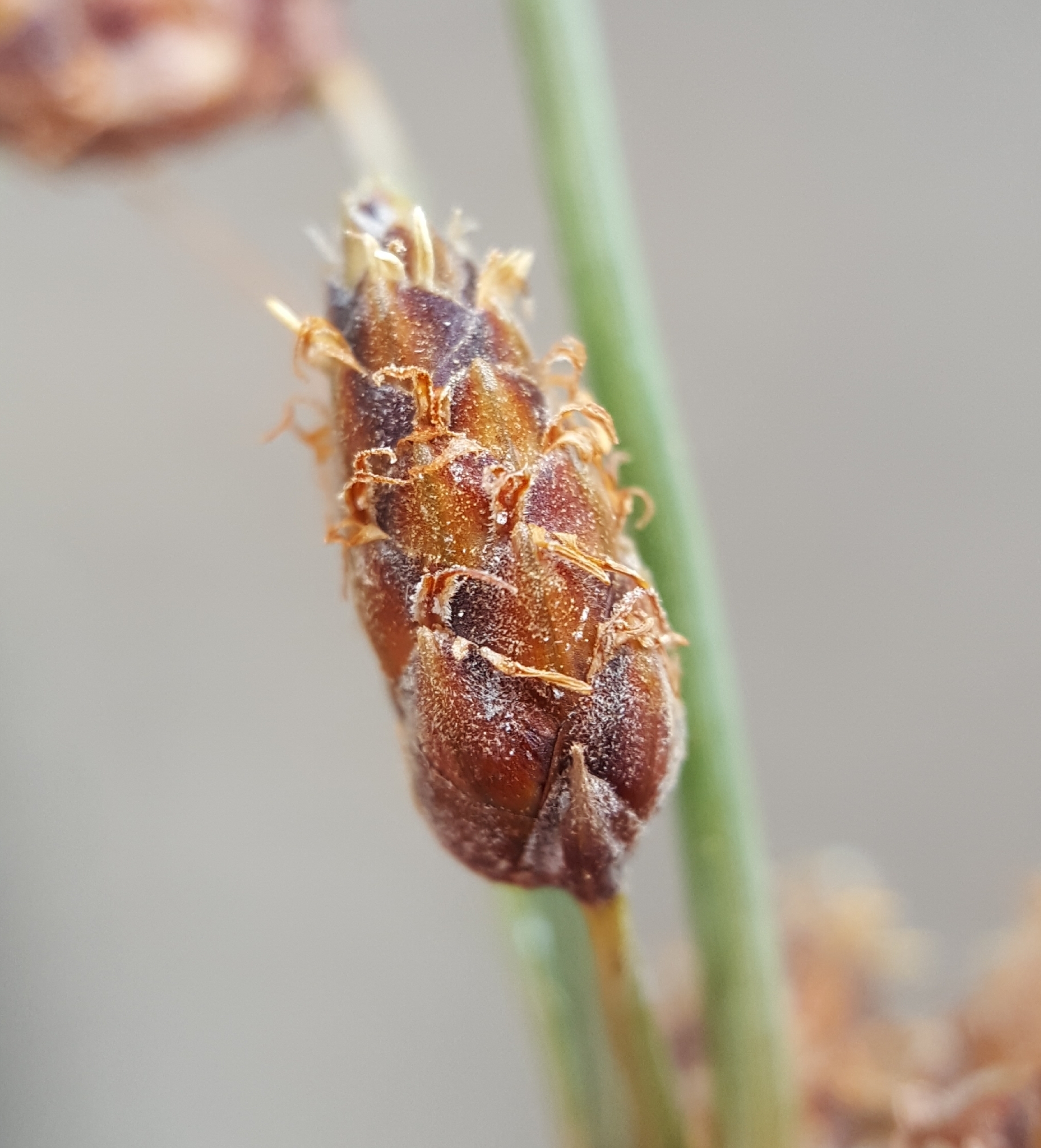 (c) François Rousseu, certains droits réservés (CC BY-NC) https://www.inaturalist.org/observations/143515535