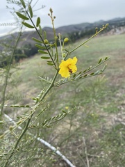 Parkinsonia